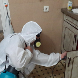 Дезинфекция от муравьев в квартире в Оленегорске